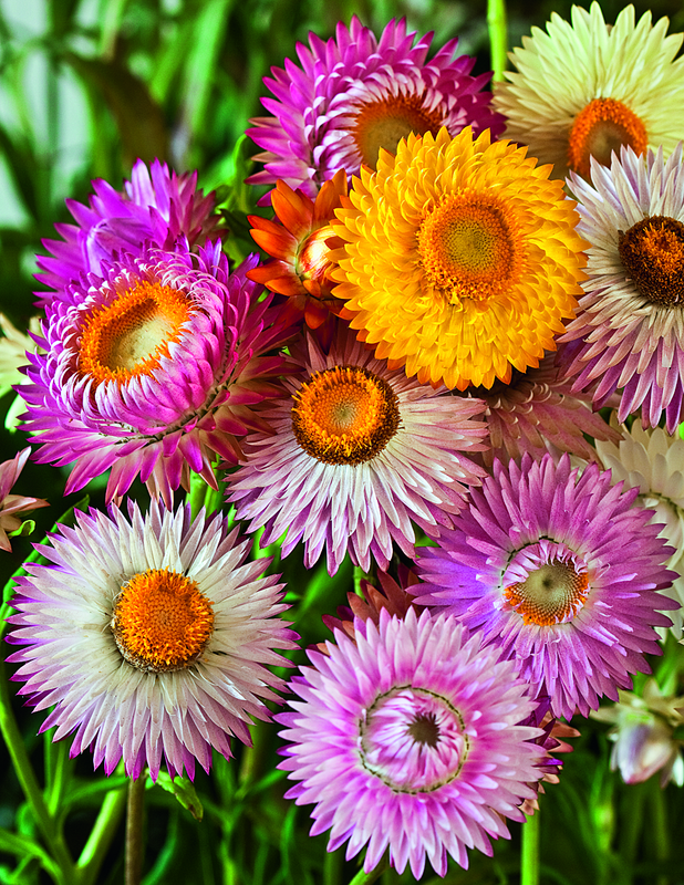 Swiss Giants Blend Strawflower Seeds