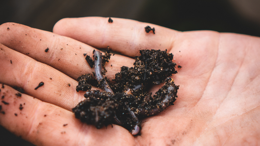 Harnessing the Power of Vermicompost: A Green Thumb's Secret Weapon