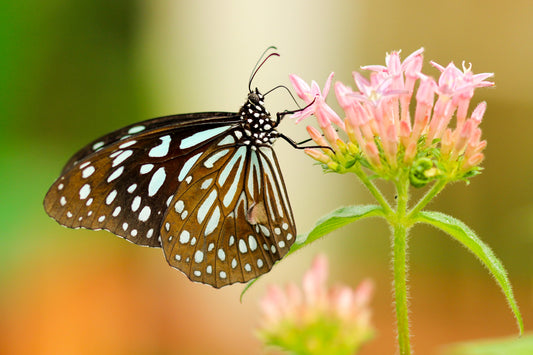 Winged Wonders and Busy Buzzers: Exploring the World of Pollinators