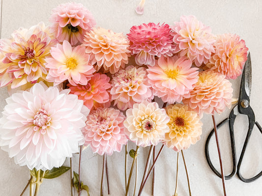 Dahlias: The Dazzling Stars of the Garden