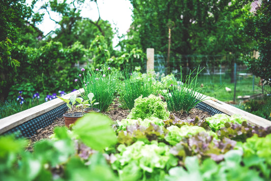 Cultivating Green Spaces: A Guide to Container Gardening