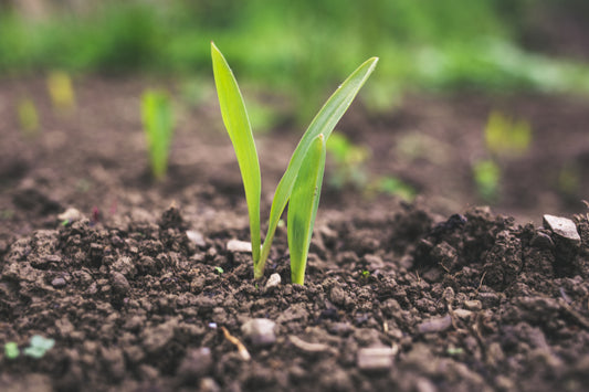 Nourishing the Earth: A Guide to Soil Additives and Conditioners