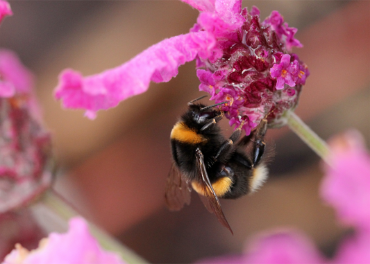 Unveiling the Magic of Cross-Pollination: A Journey into the World of Plant Breeding