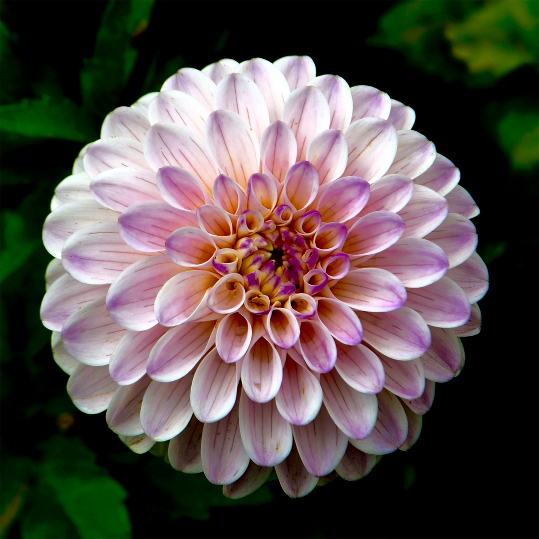 Unraveling the Beauty: Dahlia Genetics and the Art of Cross-Pollination