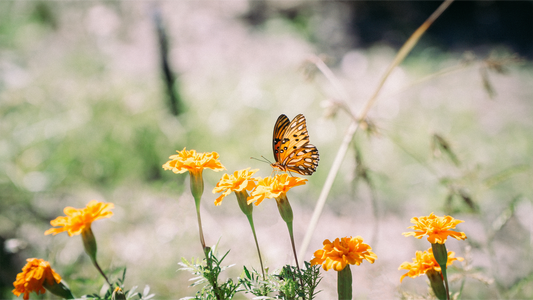 The Marvels of Plant Reproduction: A Closer Look into Nature's Green Symphony