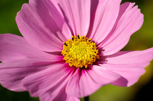 Cultivating Green: A Guide to Organic Fertilizers and DIY Alternatives for a Thriving Garden