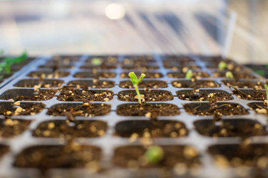 The Beginner's Guide to Sowing Seeds: A Step-by-Step Instructional