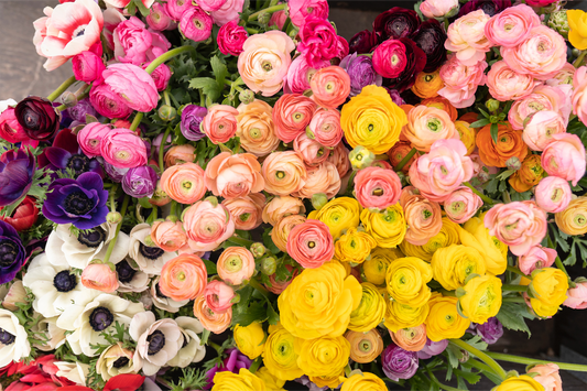 Blooms and Hues: The Art of Color Theory in Floristry and Landscaping