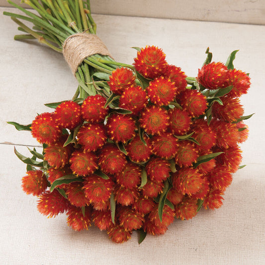 Gomphrena Orange