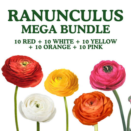 PREORDER Ranunculus Mega Bundle