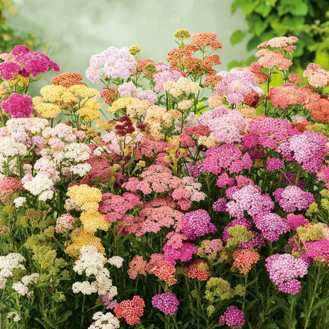 Yarrow Colorado Pastels