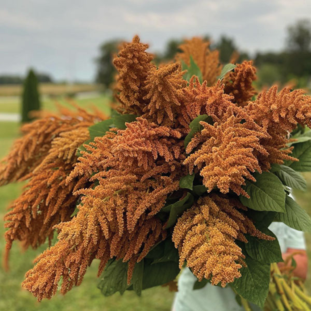 Amaranthus Hot Biscuits