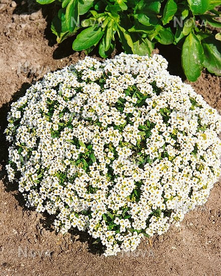 Alyssum Snow Cloth