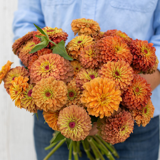 Zinnia Queen Lime Orange