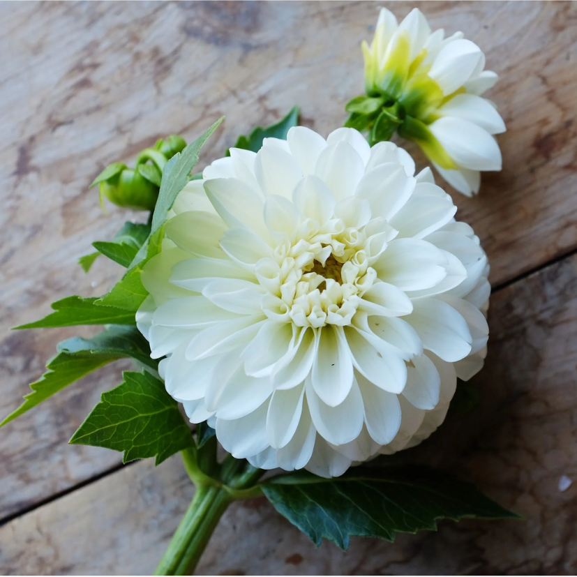 Dahlia Boom Boom White