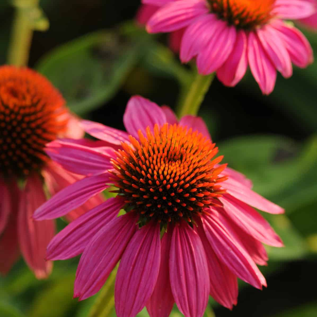 Echinacea Poww Woww Berry