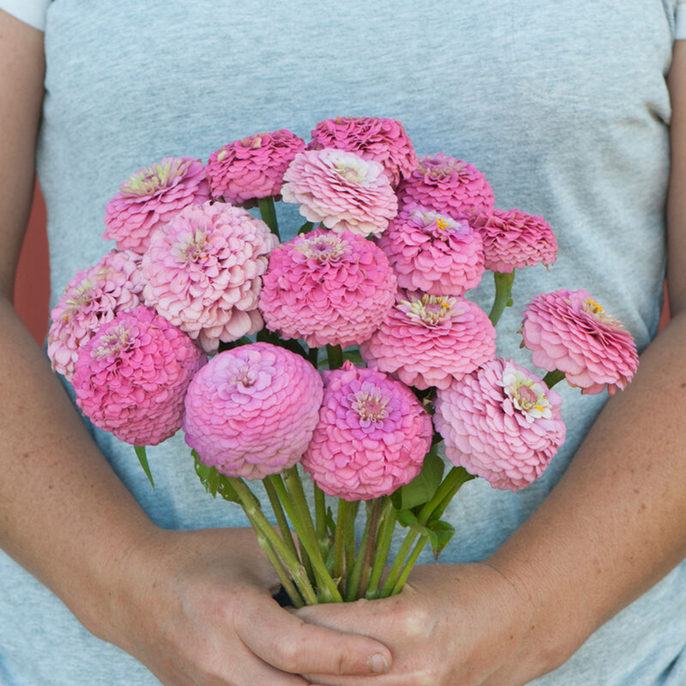 Zinnia Oklahoma Pink