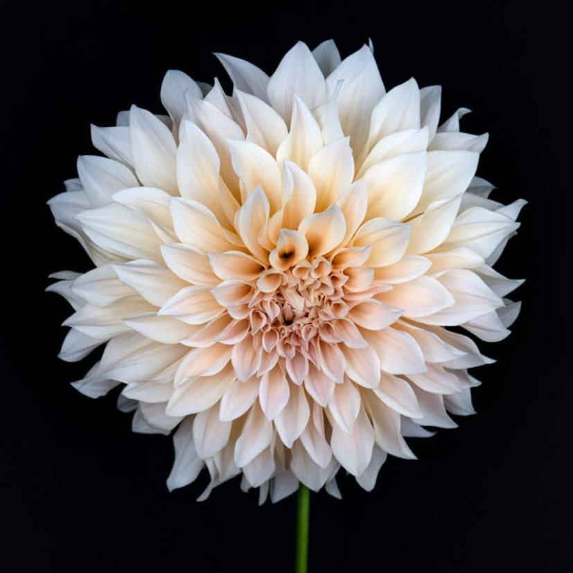 Dahlia Café au Lait