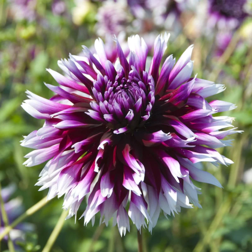 Dahlia Aluna Clair Obscura