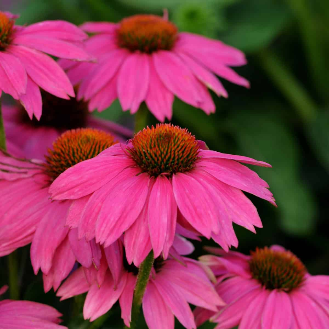 Echinacea Poww Woww Berry