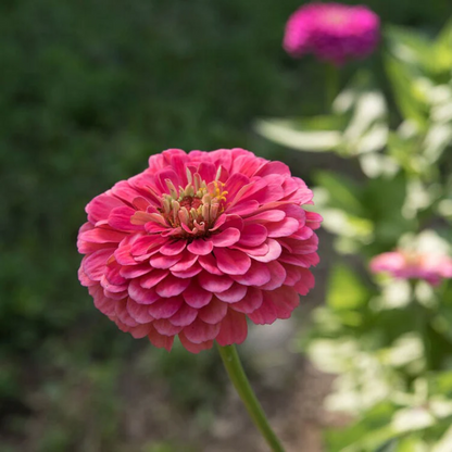 Zinnia Oklahoma Pink