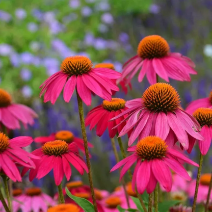 Echinacea Poww Woww Berry