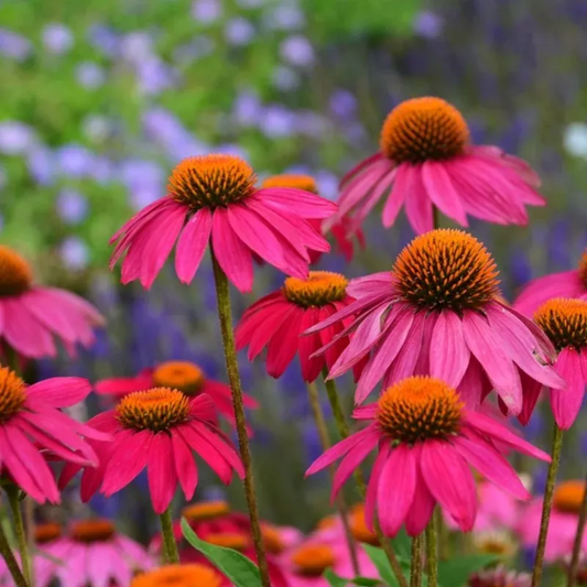 Echinacea Poww Woww Berry