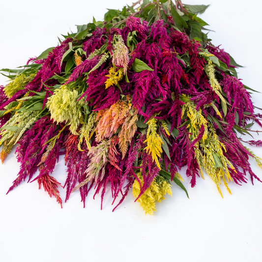 Celosia Pampas Plume