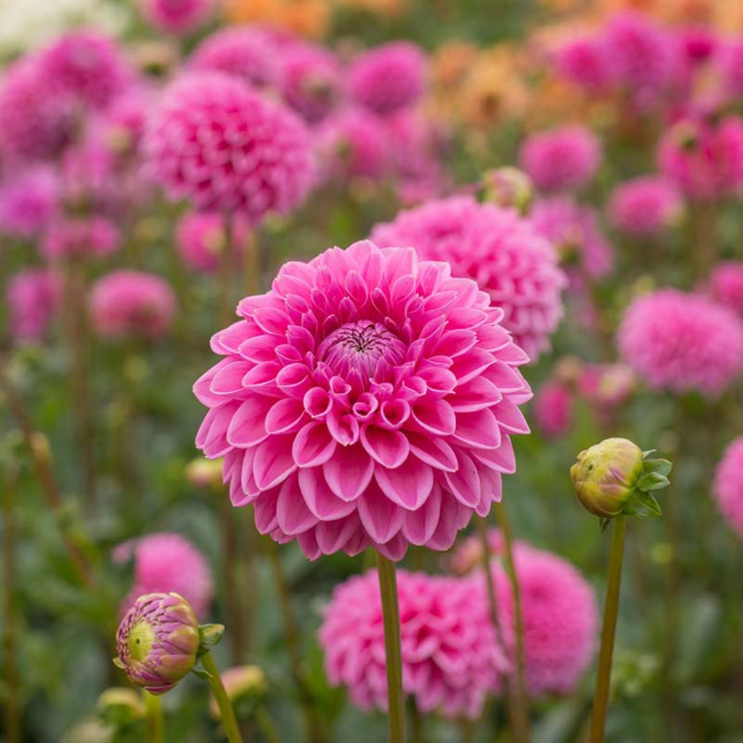 Dahlia Sandra