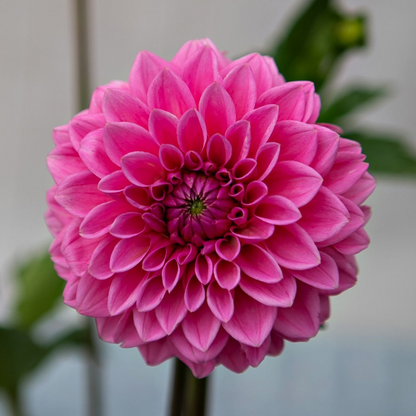 Dahlia Sandra