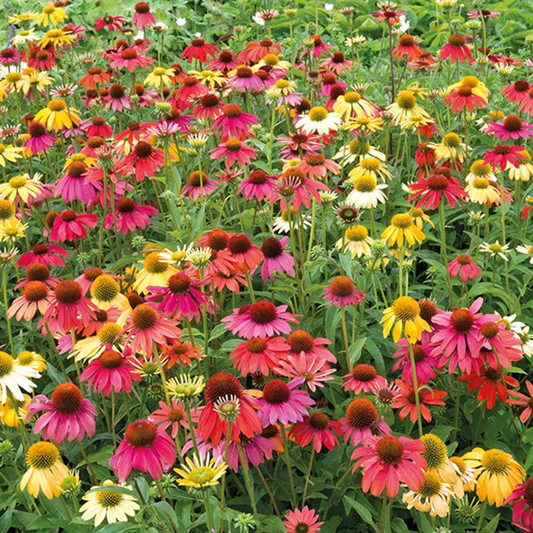 Echinacea Mixed