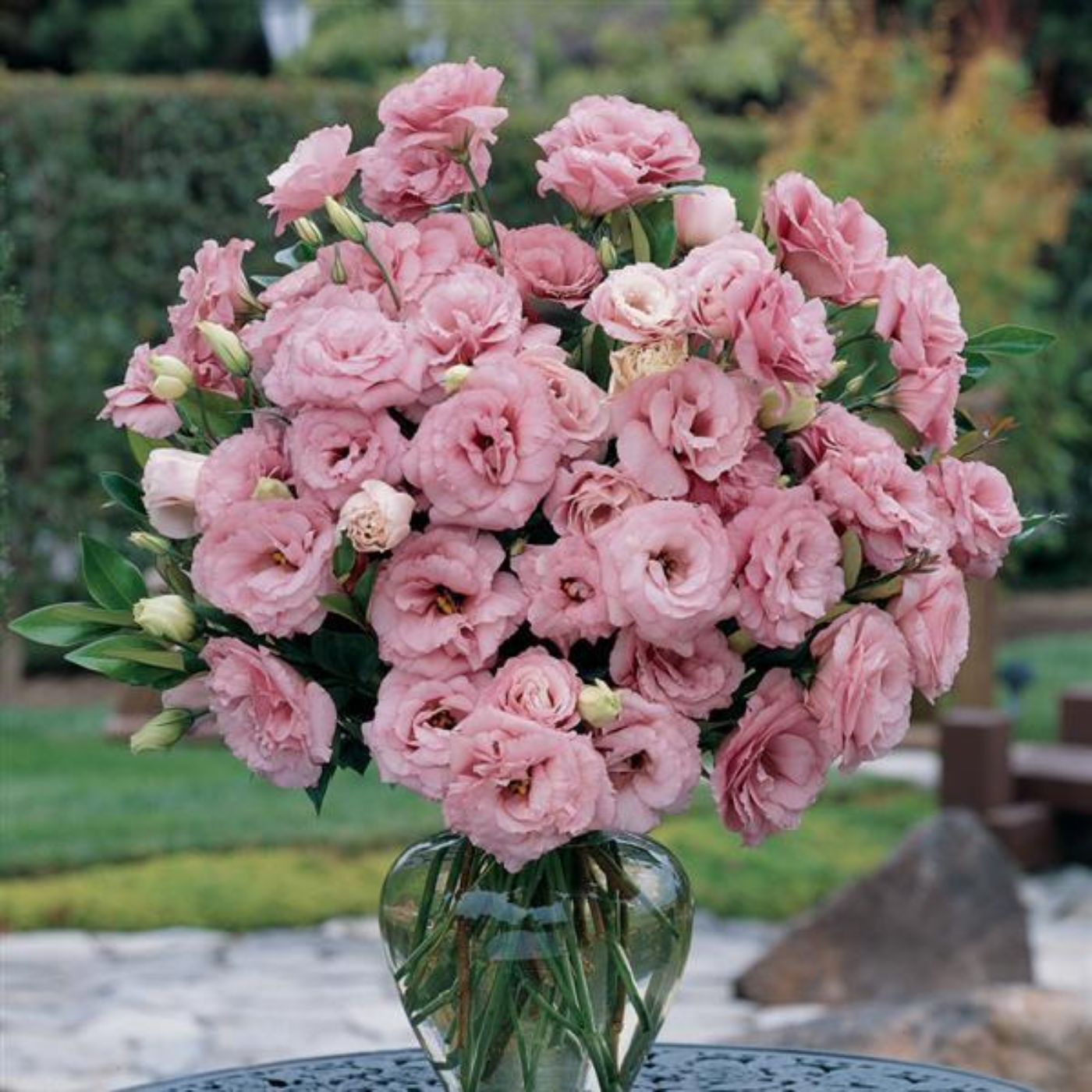 Lisianthus ABC 3 Rose