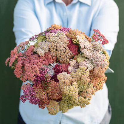 Yarrow Colorado Pastels