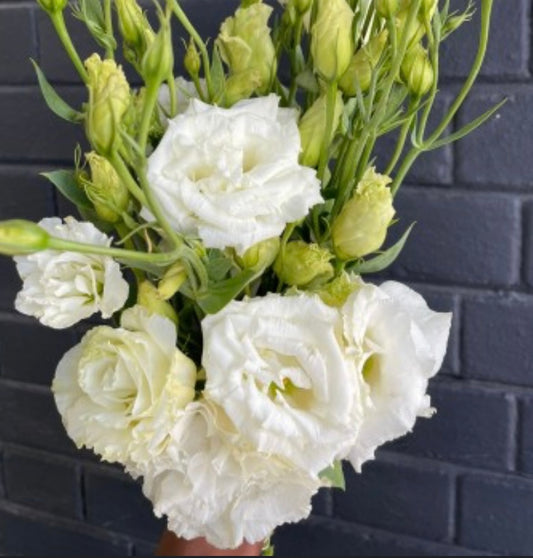 Lisianthus Super Magic White