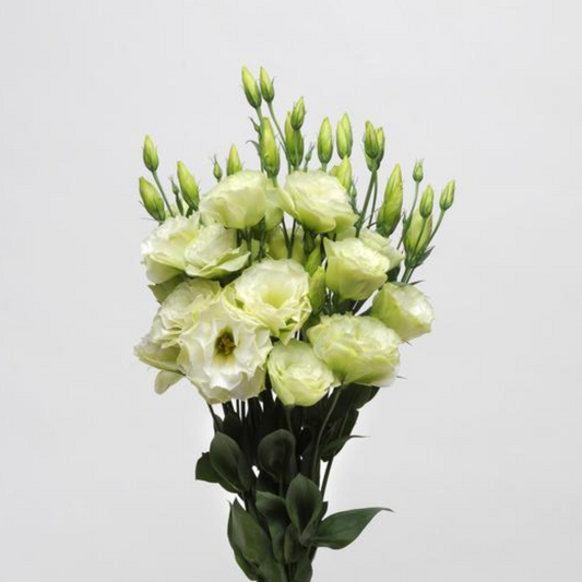 Lisianthus ABC 1 Green