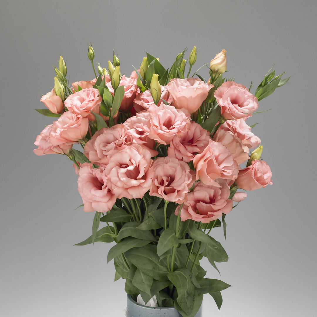 Lisianthus Super Magic Apricot