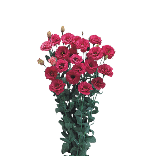 Lisianthus Arena iii Red