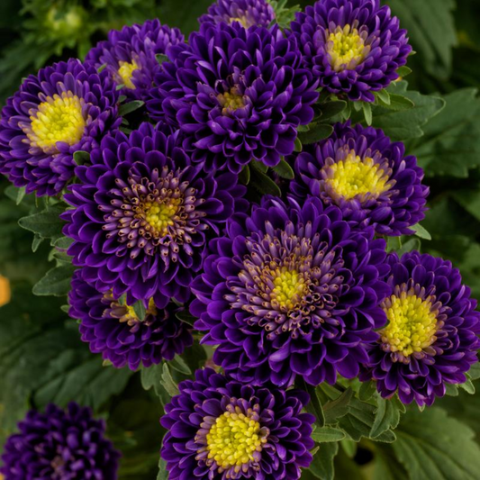 Asters Matsumo Blue