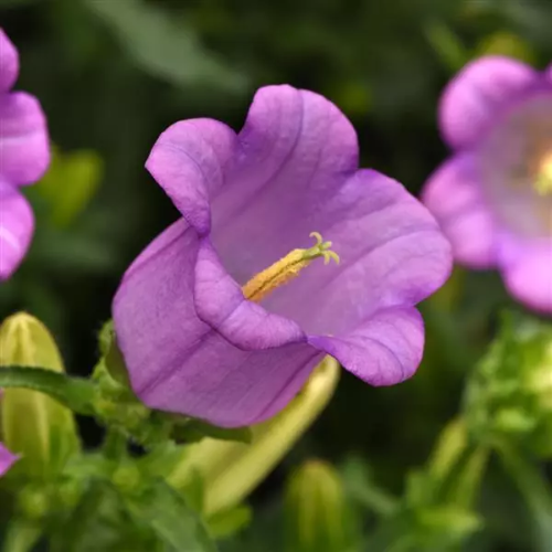 Campanula Campana Lilac