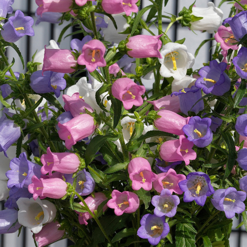 Campanula Campana Mix (White, Lilac and Pink)