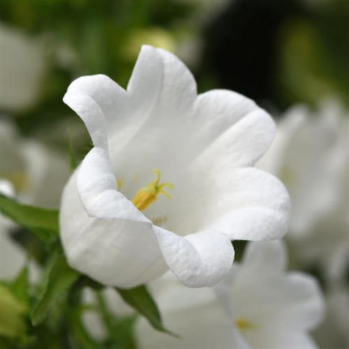 Campanula Campana White