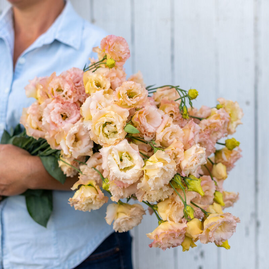 Lisianthus Super Magic Champagne