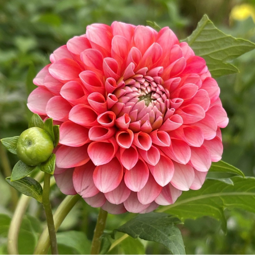 Dahlia Chimacum Luke