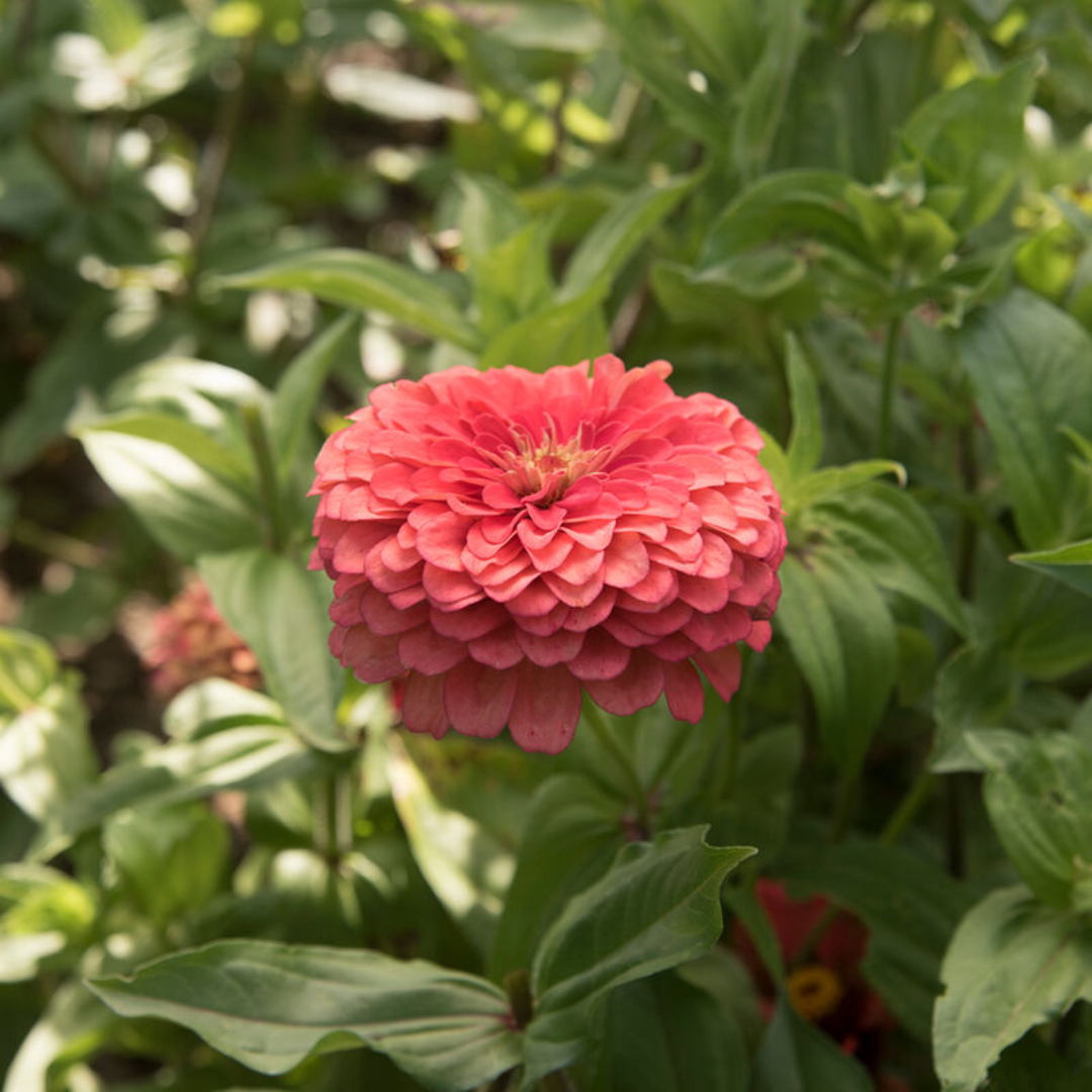 Zinnia Elegans (Giant Zinnia) Coral