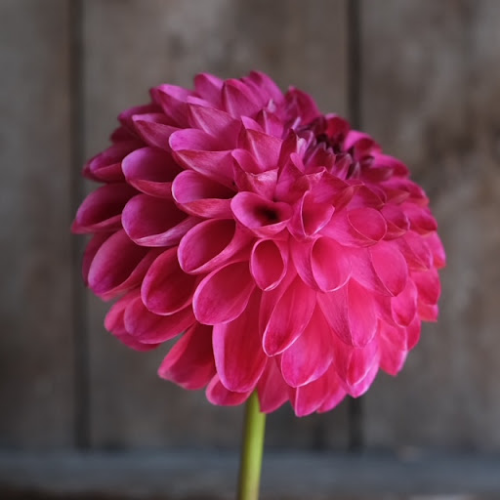 Dahlia Dorothy Rose