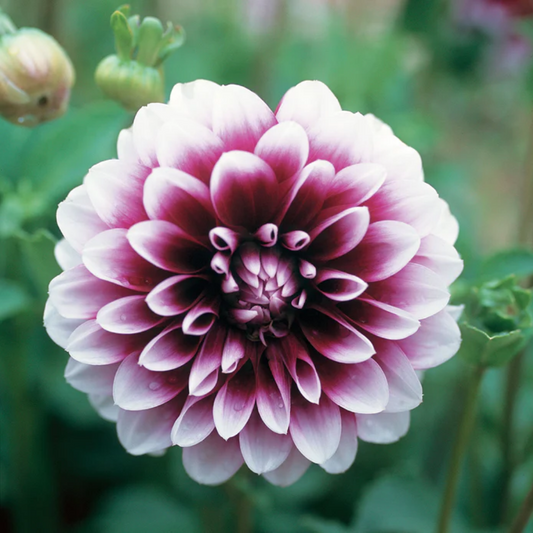 Dahlia Edinburgh