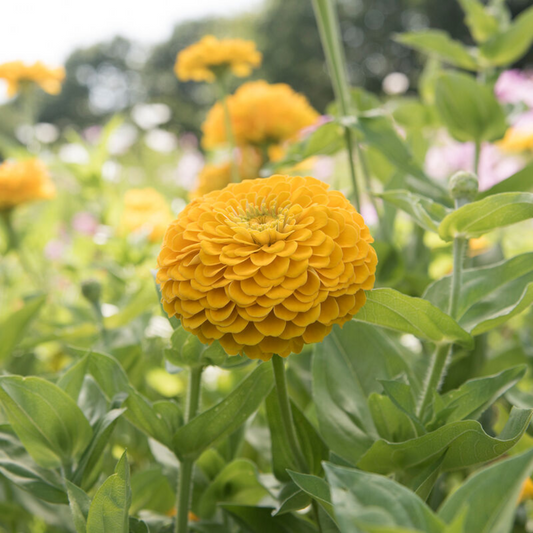 Zinnia Elegans (Giant Zinnia) Golden Yellow