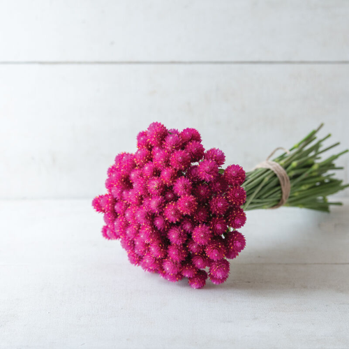 Gomphrena Carmine