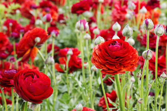 10 Red Ranunculus