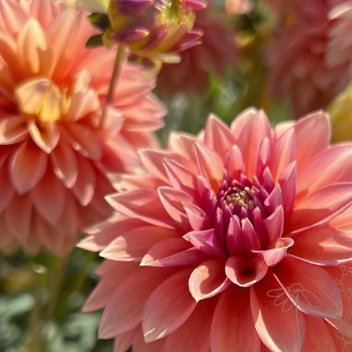 Dahlia Kick Off